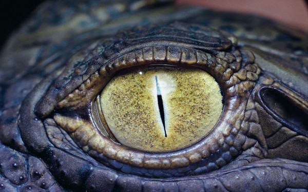 eye_of_the_lizard