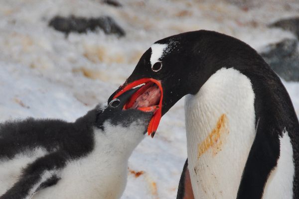 FeedingPenguin