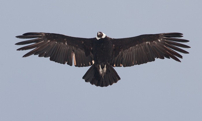 It's no secret that David Rosales likes Condor. condor3