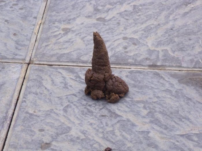 dog turd