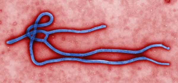 ebola_virus