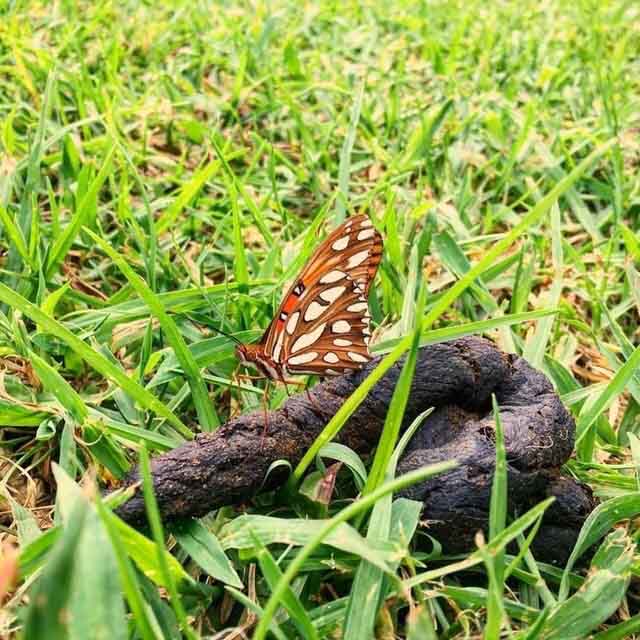 fecal_butterfly