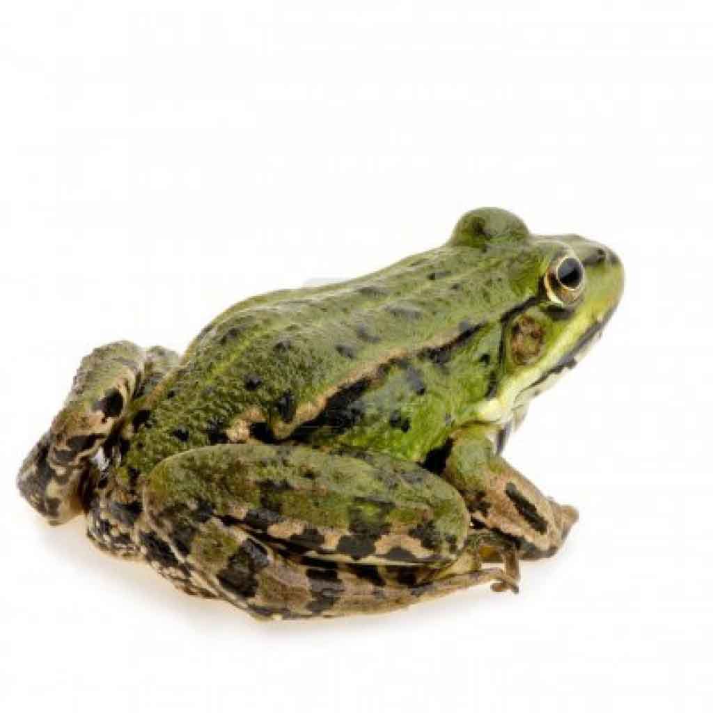 frogs_ass