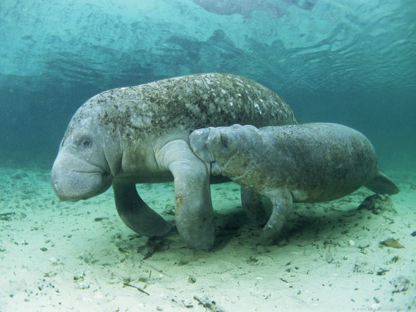 manatees