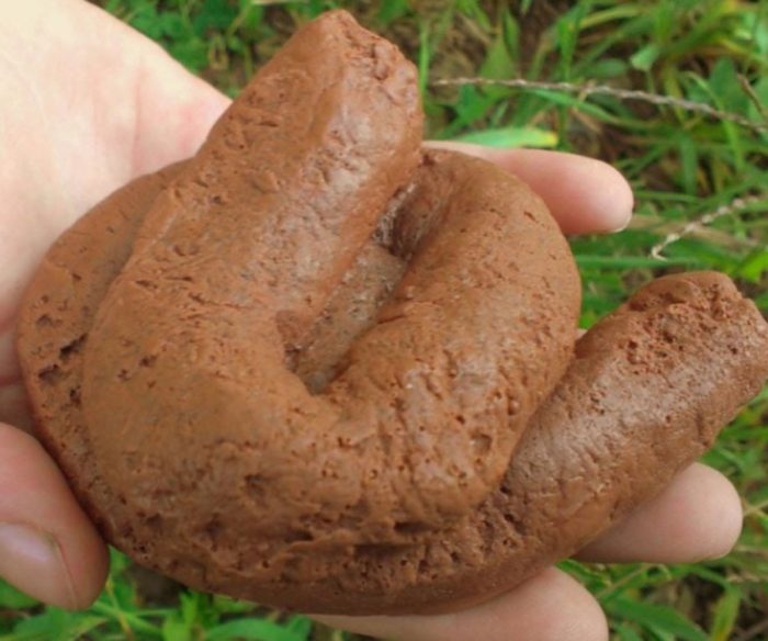 poop-in-hand