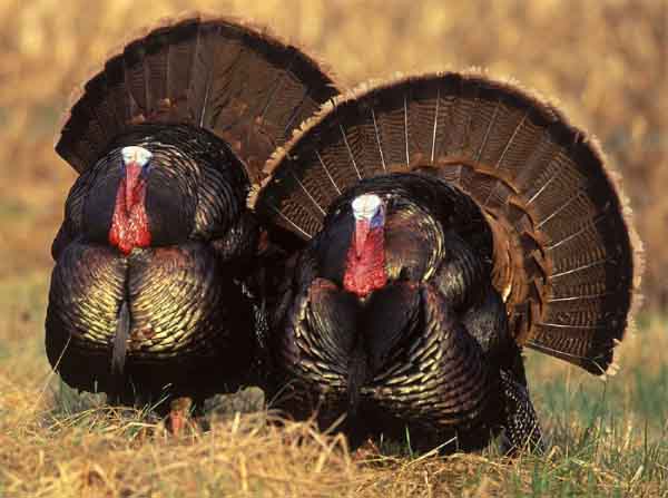 sadistic_metal_turkeys