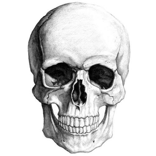 skull