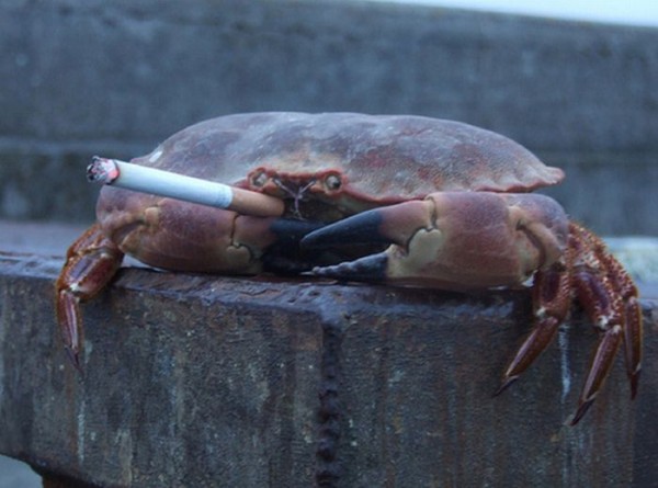 the_crab_ponders_its_assault